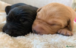 Labrador Retriever dogs for sale: Beautiful KC reg Labrador puppies - Image 1