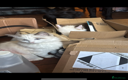 Ragdoll cats for sale: Ragdoll boy - Image 4