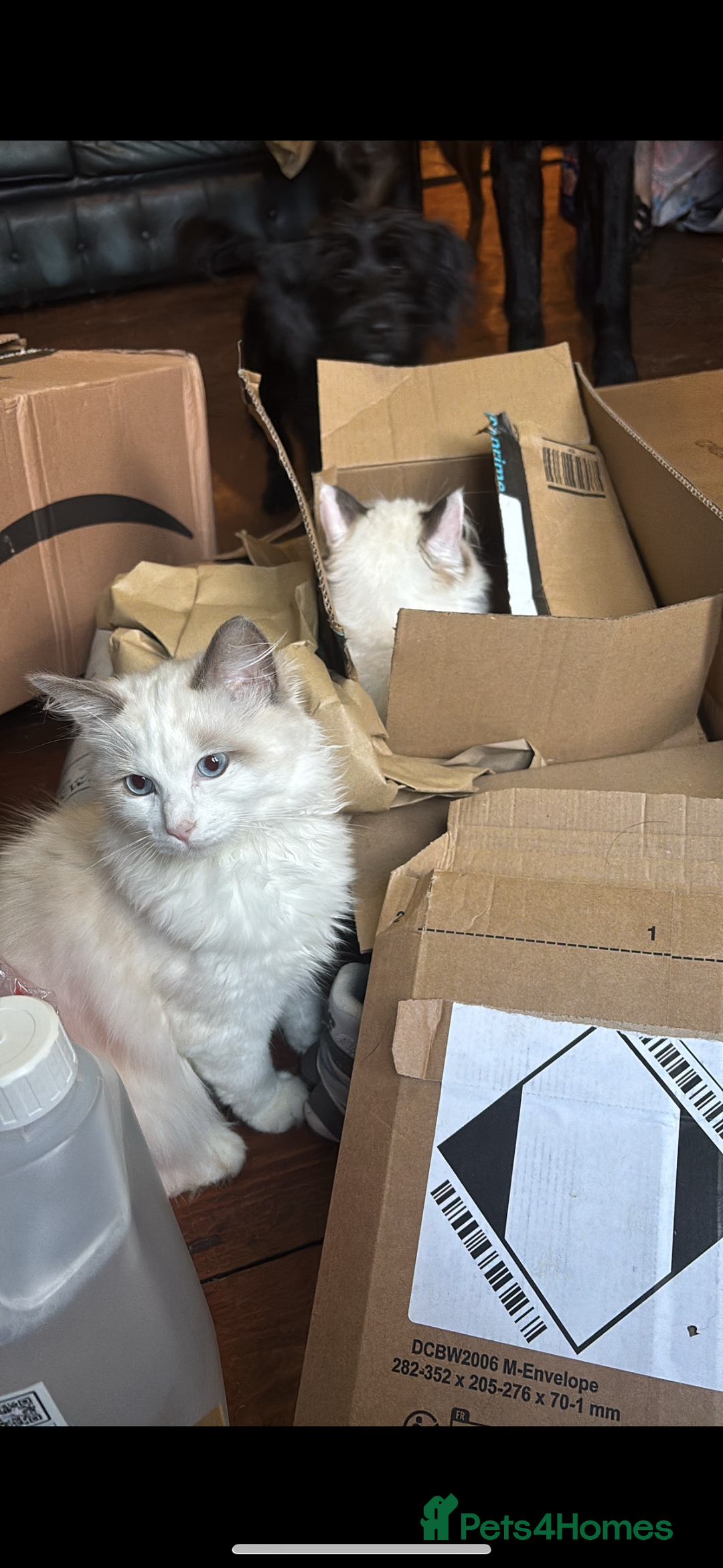 Ragdoll cats for sale: Ragdoll boy - Image 4