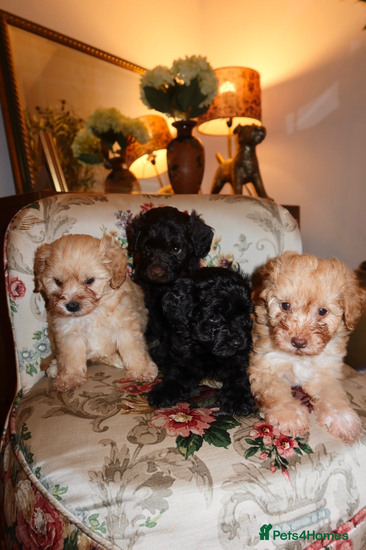 Schnoodle dogs Gorgeous Schnoodle Puppies 🐾 - Advert 7