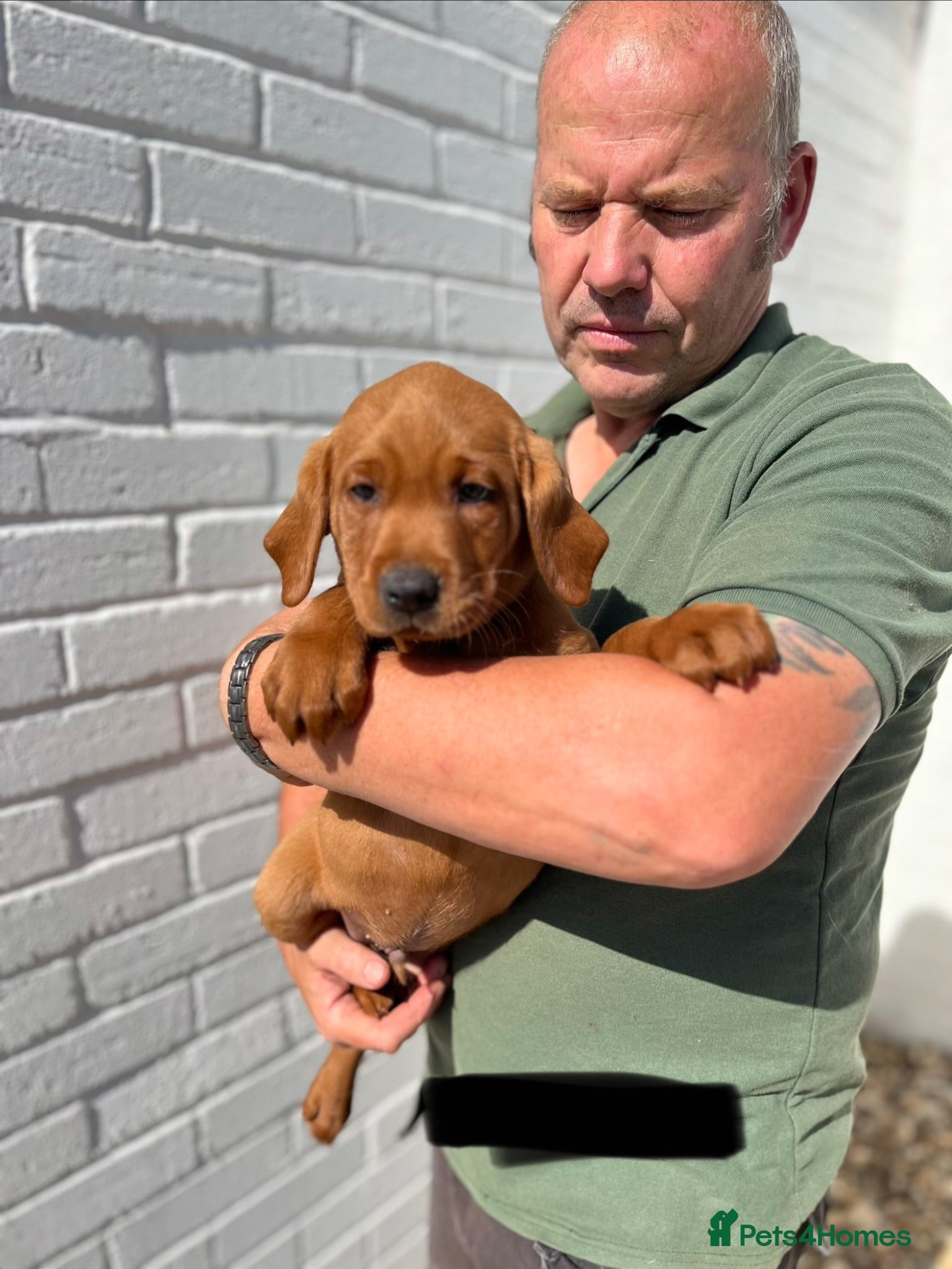 Labrador Retriever dogs Fully Health Tested, Outstanding Dark Red Puppies - Advert 2
