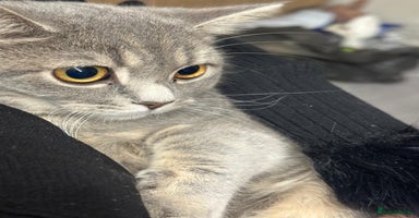 British Shorthair cats - Advert 3