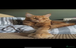 Maine Coon cats for sale: Maine coon kittens  - Image 10