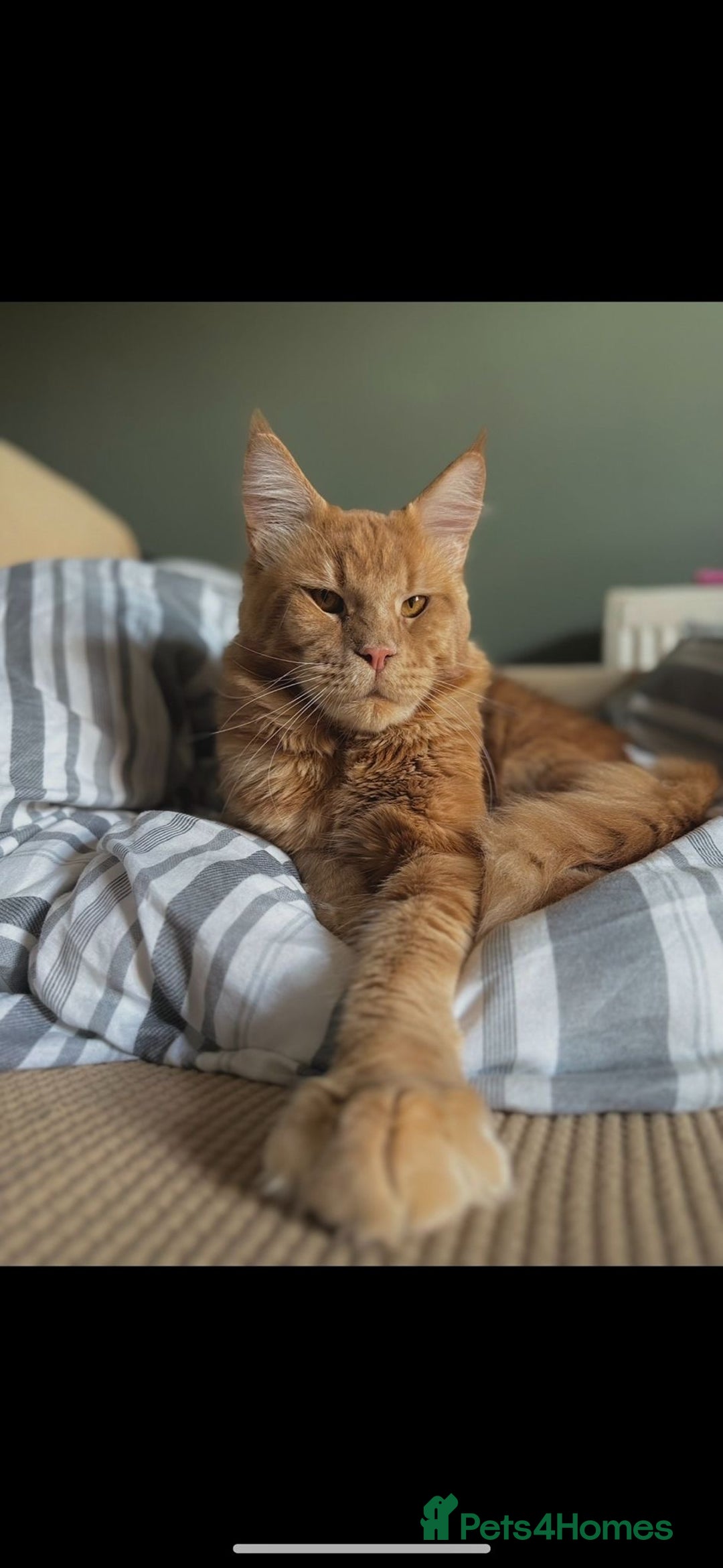 Maine Coon cats for sale: Maine coon kittens  - Image 10