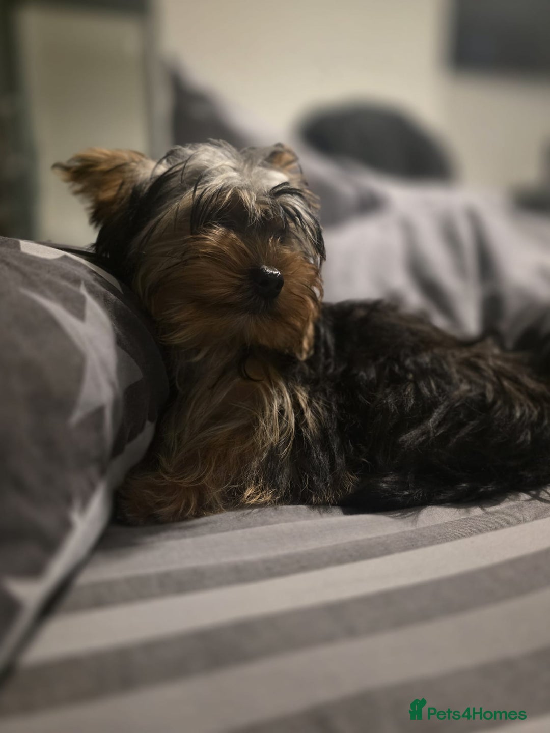 Yorkshire Terrier dogs for sale: Yorkshire  - Advert 8