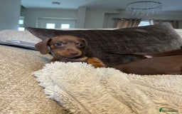 Miniature Dachshund dogs for sale: READY TO LEAVE NOW - Image 4