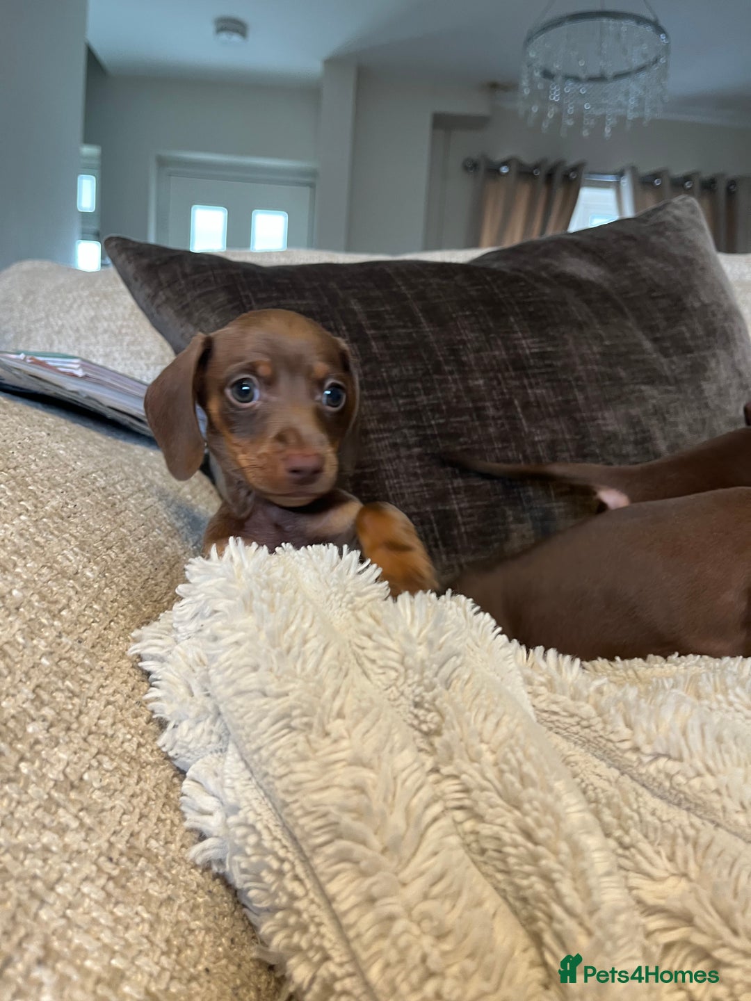 Miniature Dachshund dogs for sale: READY TO LEAVE NOW - Image 4