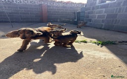 Cocker Spaniel dogs for sale: 1 male show type cocker spaniel available  - Image 2