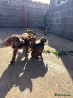 Cocker Spaniel dogs - Advert 1