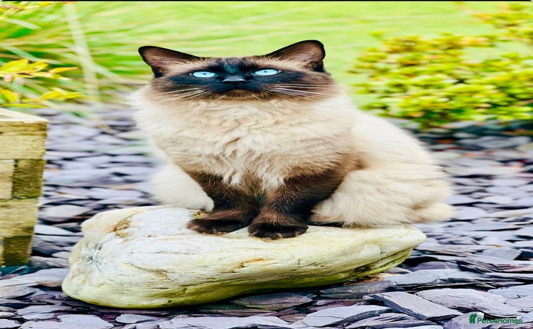 Ragdoll cats - Advert 12
