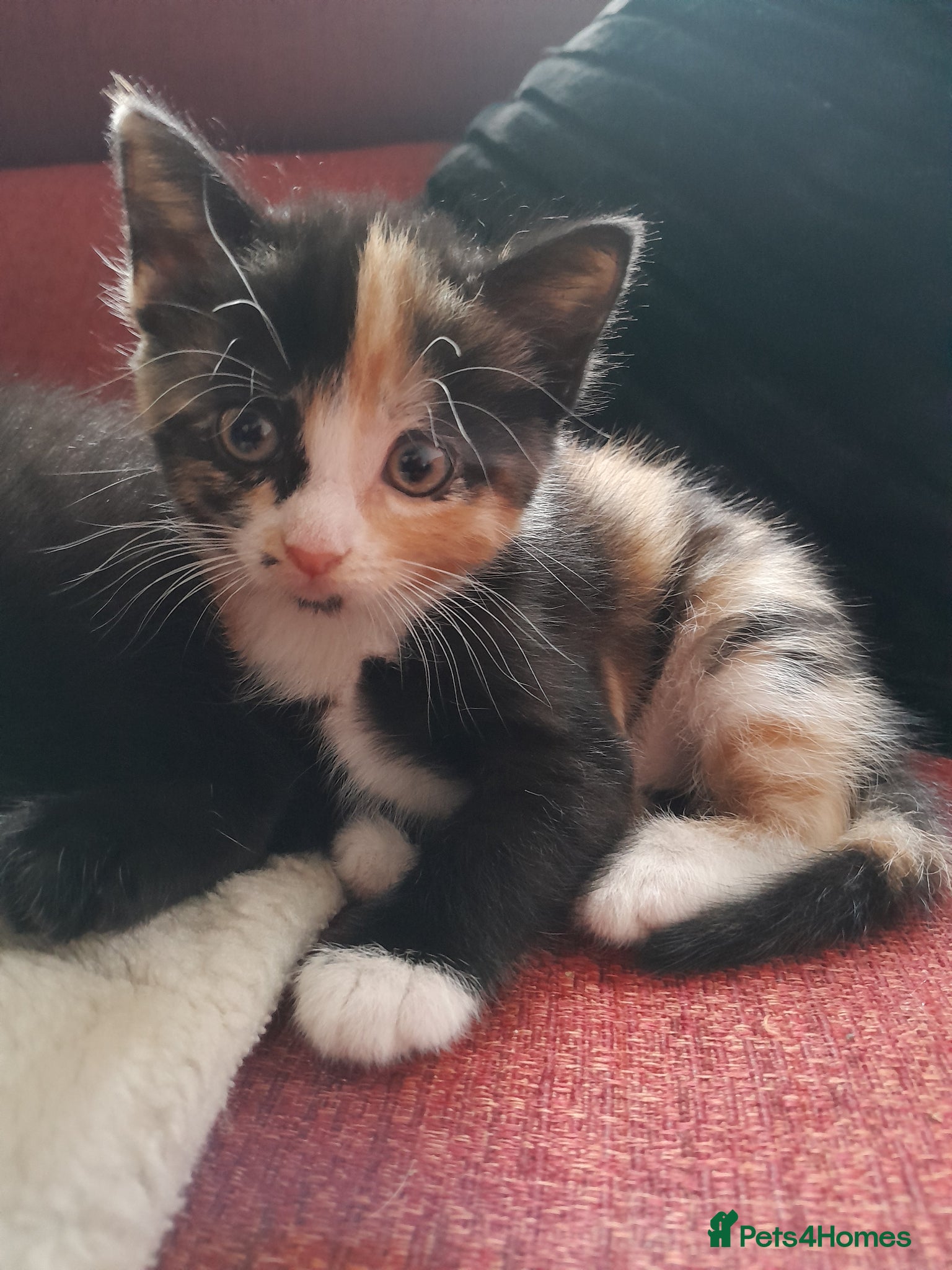 Mixed Breed cats for sale: Kittens - Advert 2