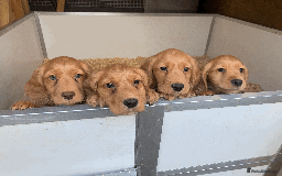 Cocker Spaniel dogs for sale: Superb KC Regd Red Working Cocker Spaniel puppies  - Image 2