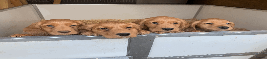 Cocker Spaniel Puppy 1