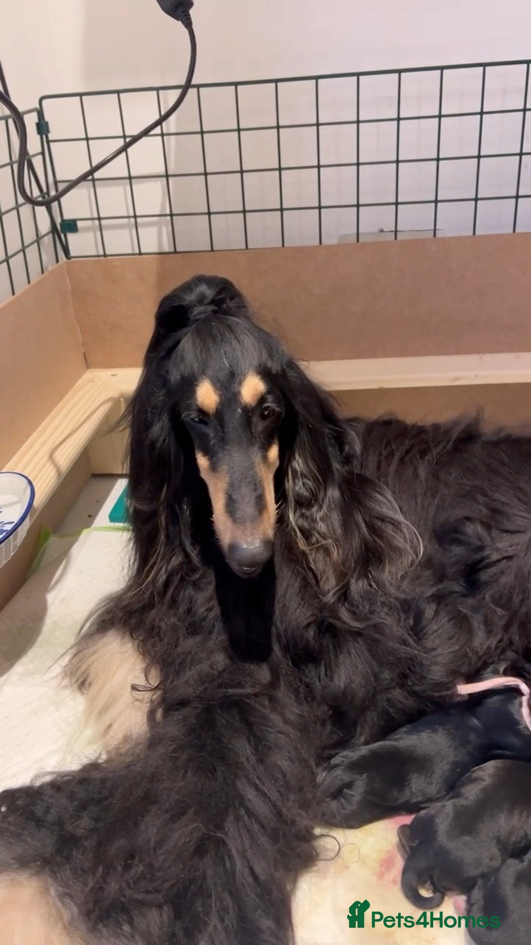 Afghan Hound dogs for sale: Afghan Hound Litter AVAILABLE - Image 15