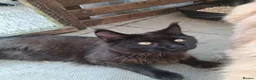 Maine Coon cats for sale: Maine coon pedigree active  - Advert 3