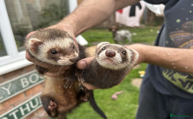 Ferret rodents - Advert 2