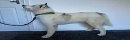 Siberian Husky dogs for stud: Siberian Husky for Stud - Advert 5