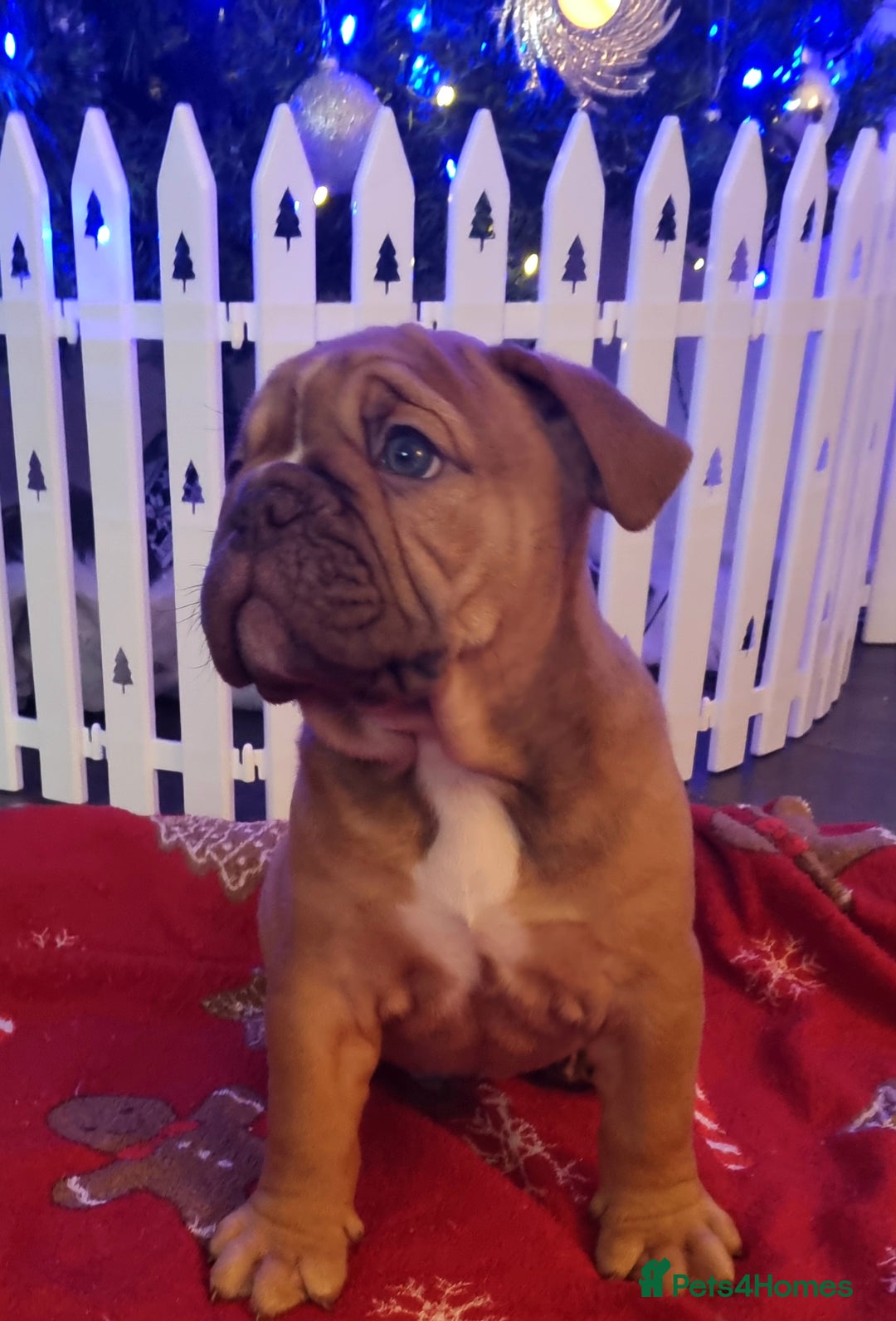 Olde English Bulldogge dogs for sale: BUYER PULL OUT LAST MALE REDUCED!!!! - Advert 7