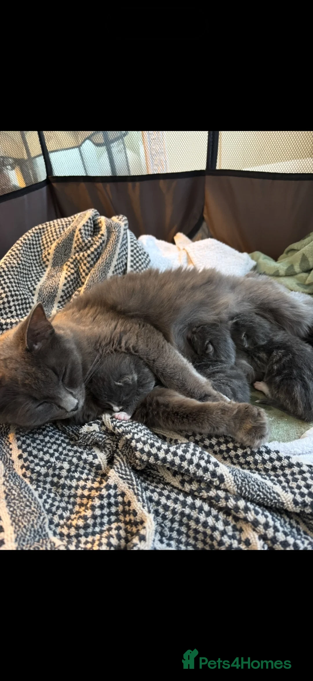 Nebelung cats for sale: Nebelung Kitties! - Advert 2