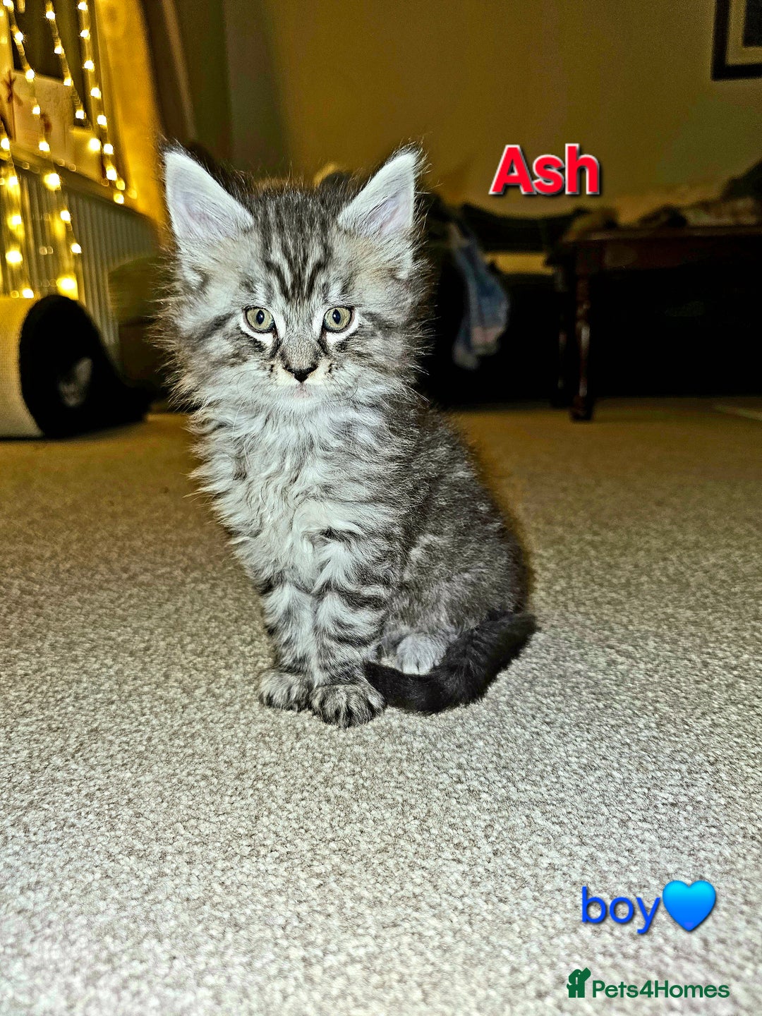Maine Coon cats for sale: Beautiful Pedigree Maine Coon Kittens – Ready Soon - Image 6