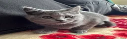 Scottish Fold cats for sale: Scottish fold/straight kittens - Advert 9