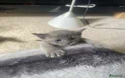 Burmese cats for sale: Beautiful blue Burmese kittens  - Image 1
