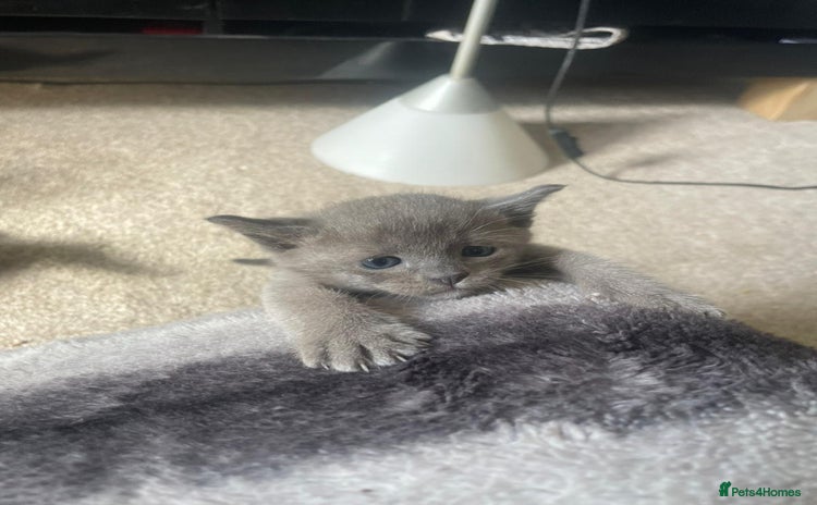 Burmese cats - Advert 1