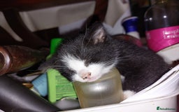 Mixed Breed cats for sale: Just 2 beautiful babies  - Image 4
