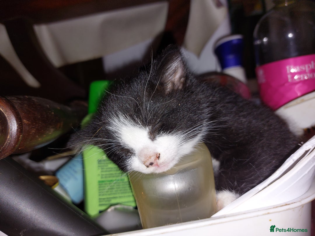 Mixed Breed cats for sale: Just 2 beautiful babies  - Image 4