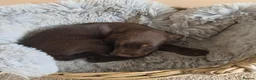 Cocker Spaniel dogs for sale: Beautiful Working Type Cocker Spaniel Puppies - Advert 17