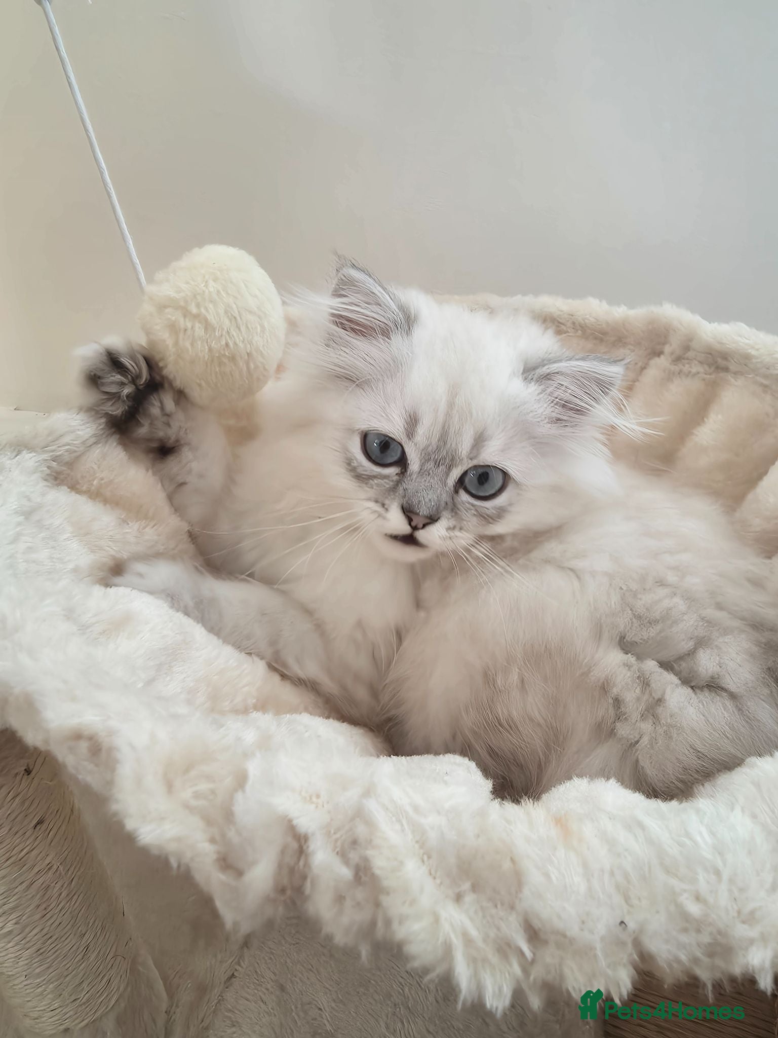 Persian cats Persian chinchilla  - Advert 14