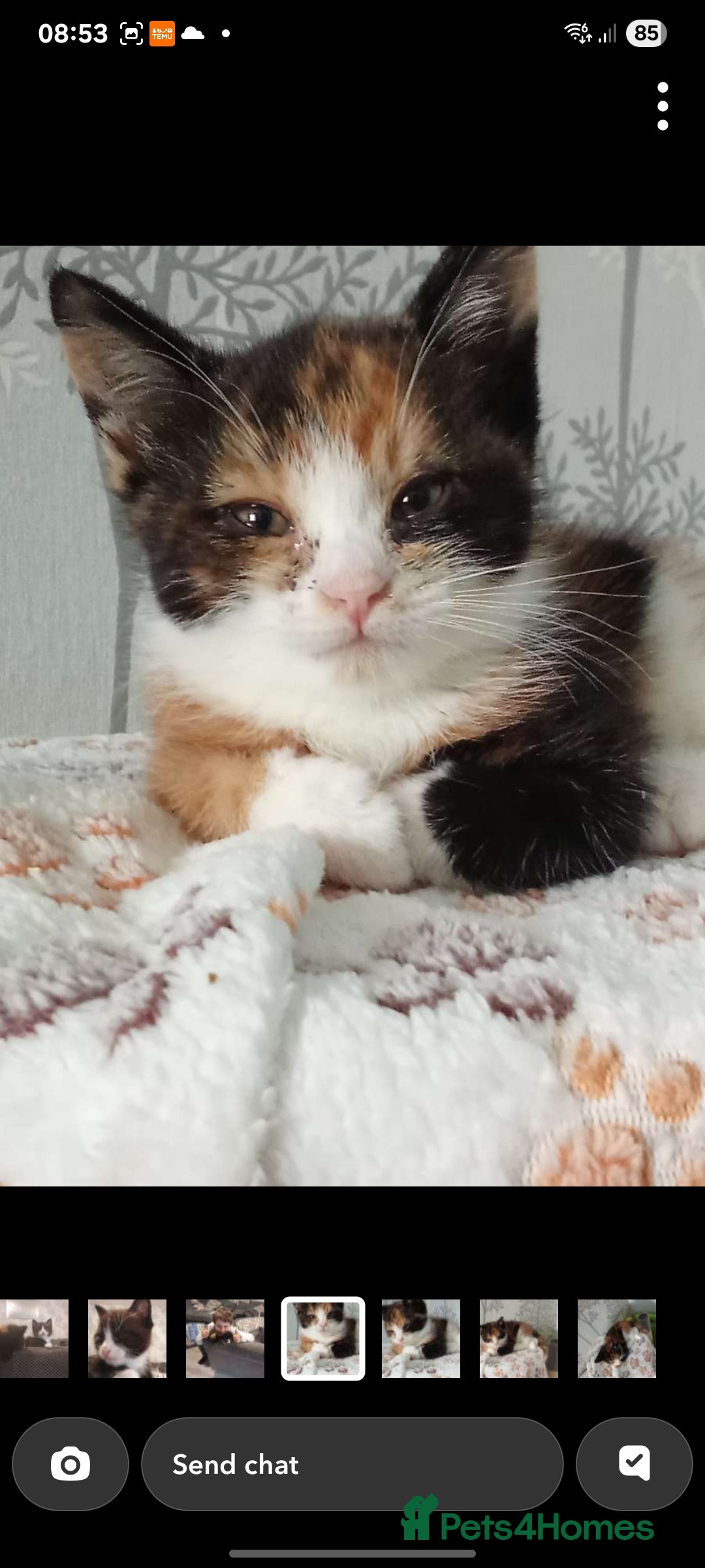 Mixed Breed cats for sale: Kittens - Image 2