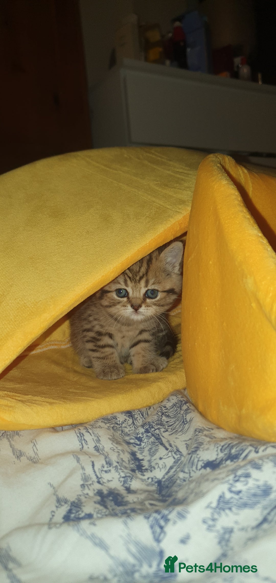 British Shorthair cats for sale: British Shorthair Black Golden Tabby kittens 😸  - Advert 16