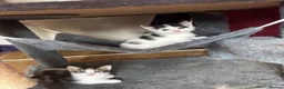 British Shorthair cats for sale: Ready to good home  - Advert 4