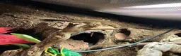 Bearded Dragon reptiles for sale: Baby dragons and other reptile for rehome  - Advert 18