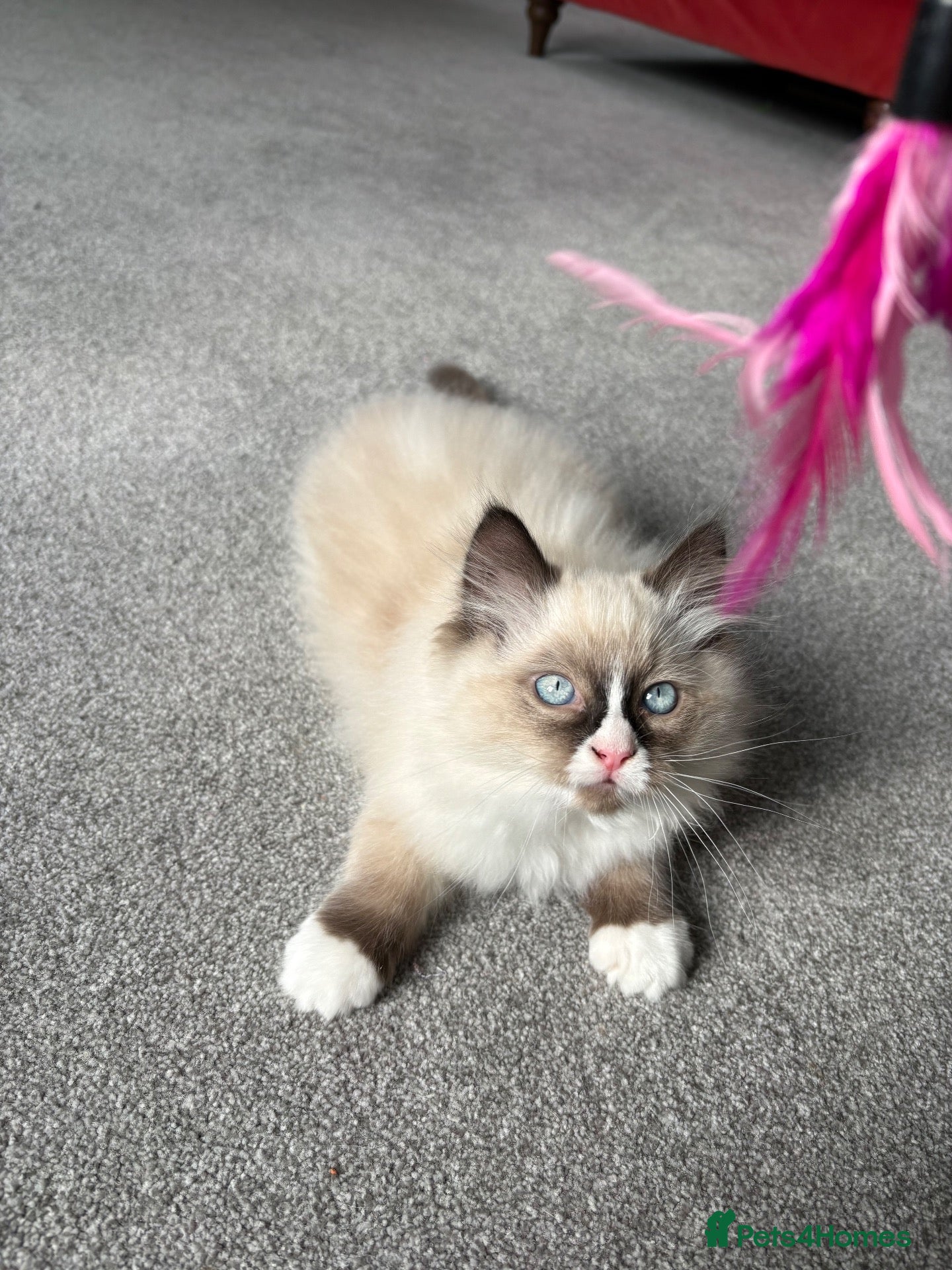 Ragdoll cats for sale: Chunky Ready now TICA pedigree BOY   - Advert 1