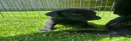 Labrador Retriever dogs for sale: KC FTCh Black Lab Boys - Elite Quality, Ready Now - Advert 18