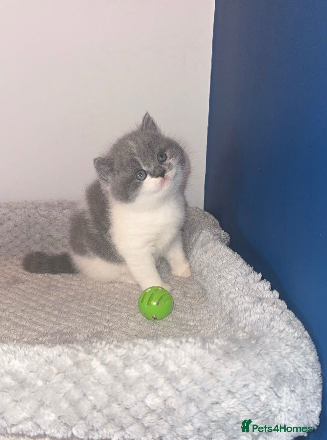 British Shorthair cats for sale: GCCF registered male 🩵  - Advert 11