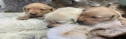 Labrador Retriever dogs for sale: Gin & Billy have Puppies! KC Health Tested - Advert 5