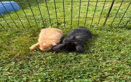 English Lop rabbits for sale: Beautiful English lop babies for sale  - Image 4