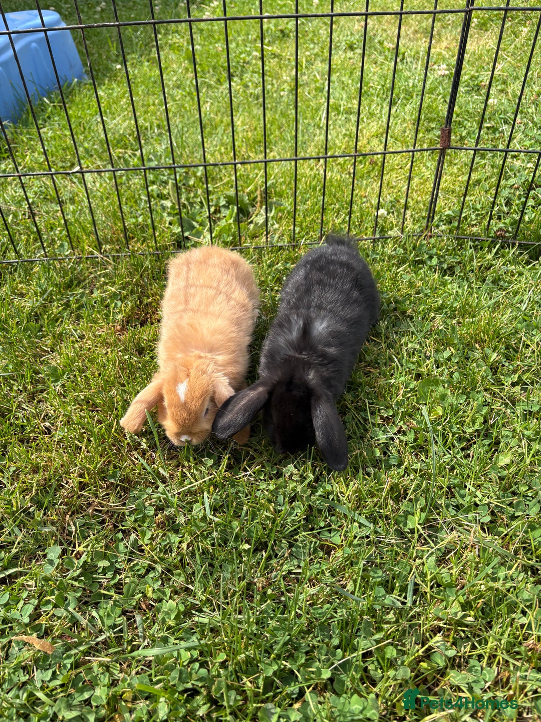 English Lop rabbits for sale: Beautiful English lop babies for sale  - Image 4