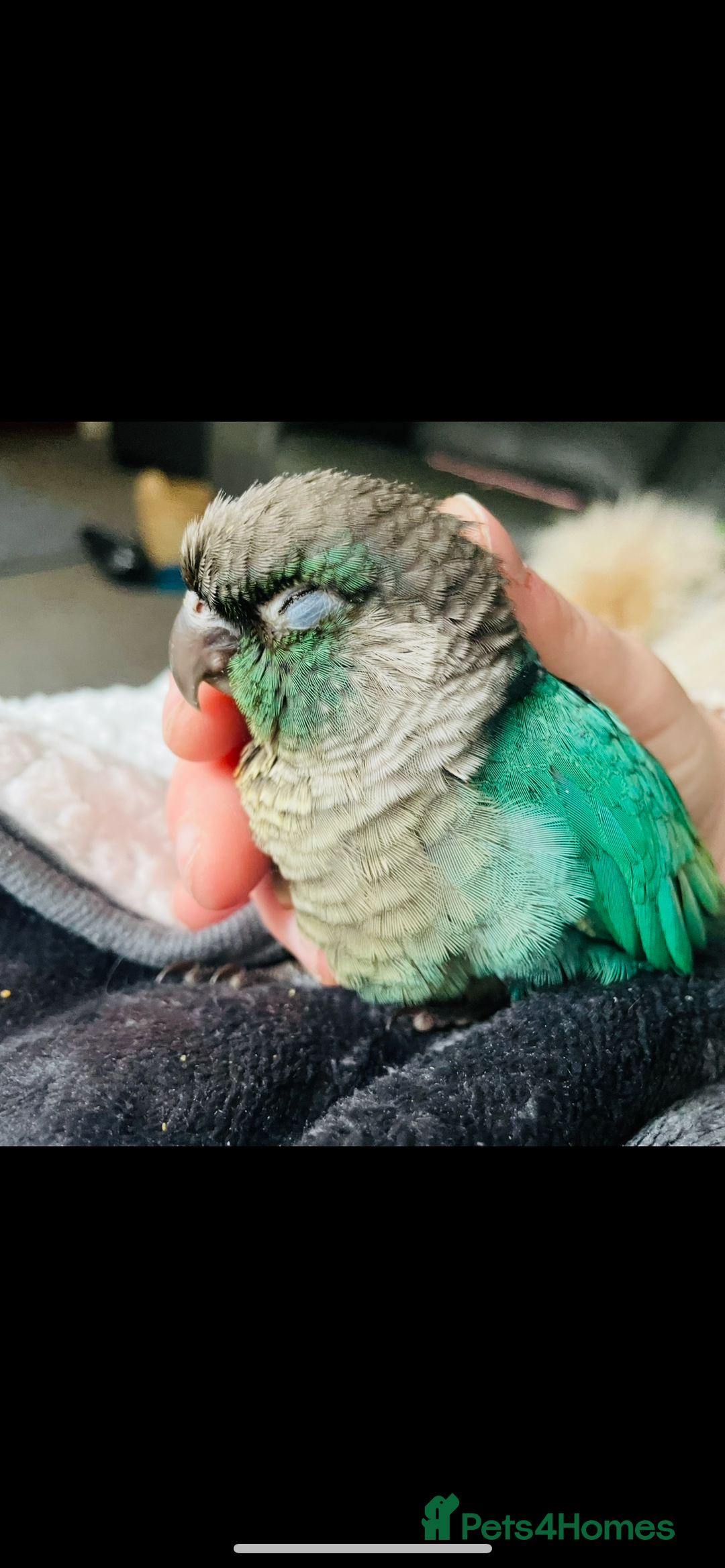 Conures birds for sale: Handtame 2 bonded conures - Image 10