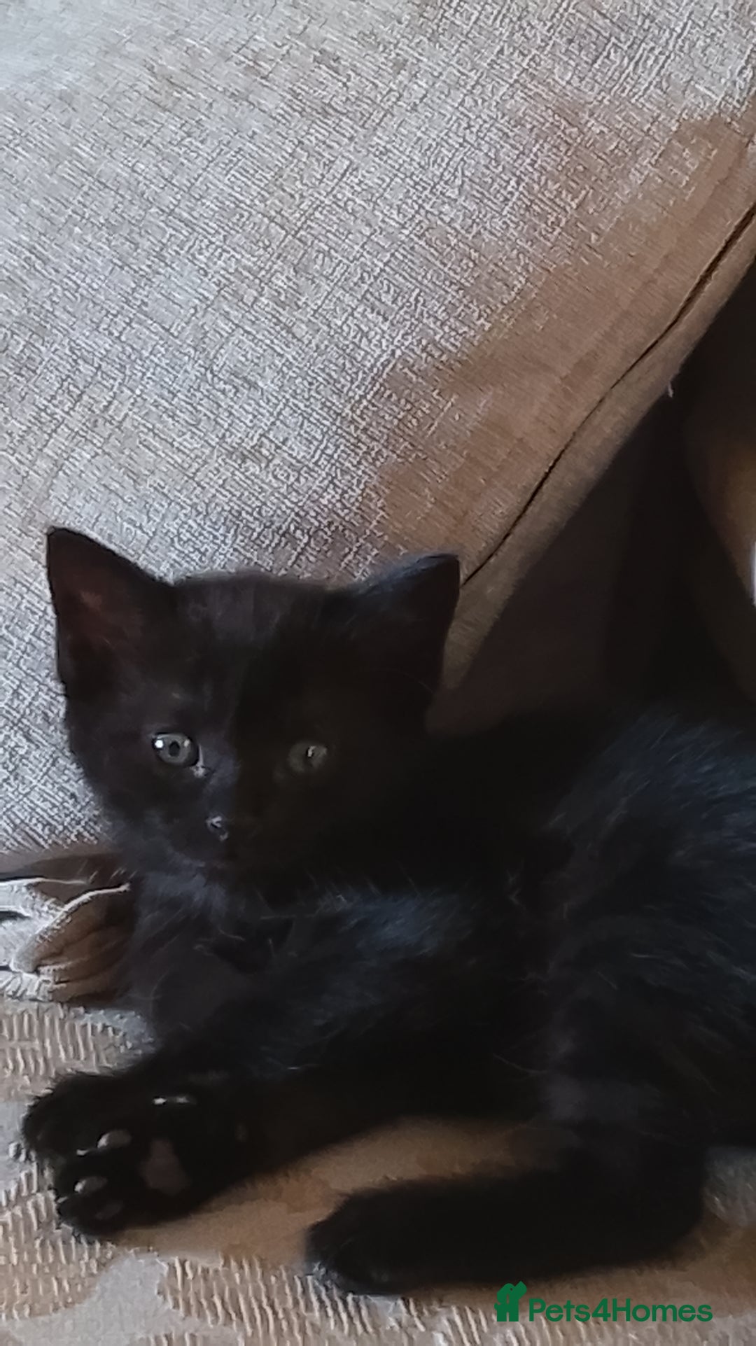 Mixed Breed cats for sale: 4 kittens  - Image 7