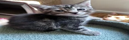 Mixed Breed cats for sale: Amiable mixed kittens  - Advert 11
