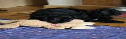 American Cocker Spaniel dogs for sale: American cocker spaniels puppies - Advert 15