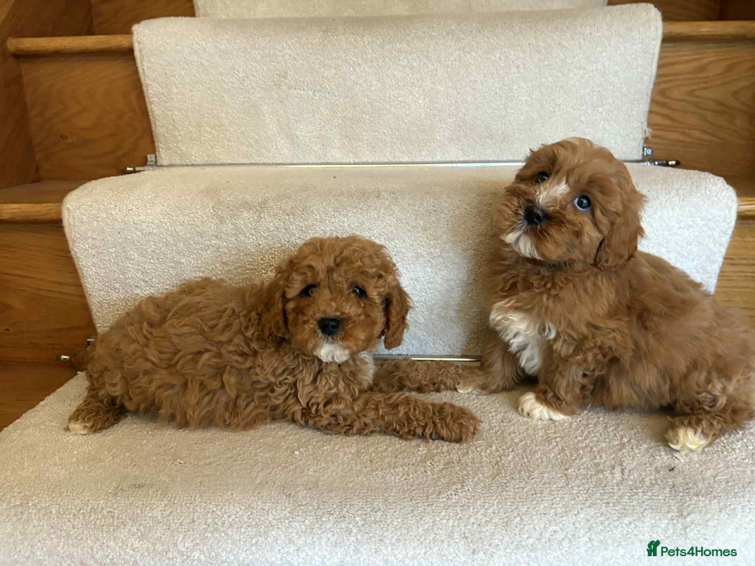 Cavapoo dogs for sale: Cavapoo puppy’s Extensively health tested parents - Image 3
