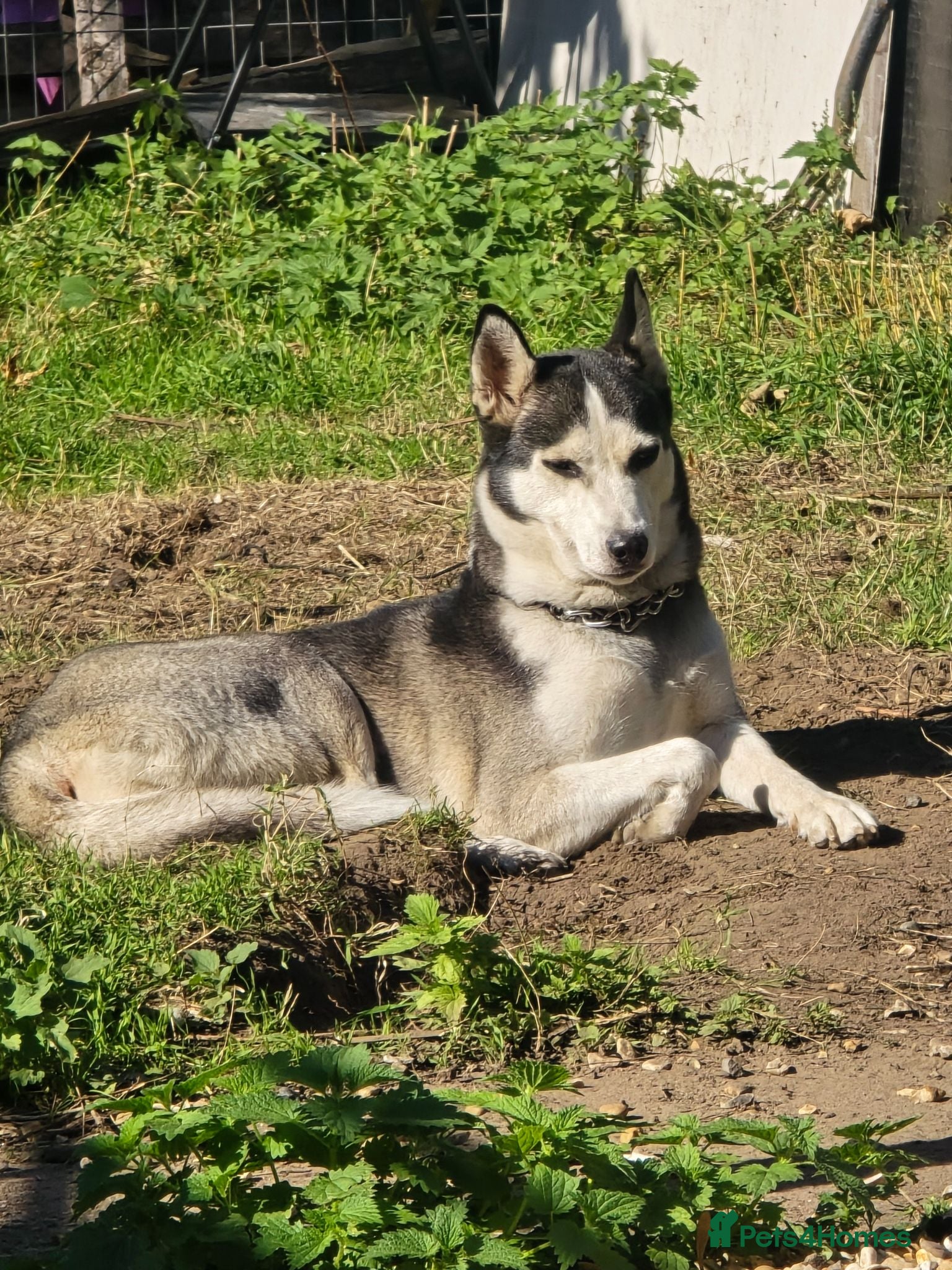 Siberian Husky dogs 3 year old Female Siberian Husky  - Advert 1