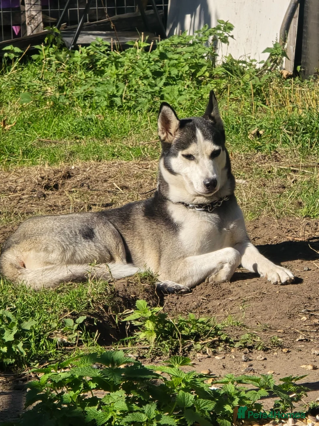 Siberian Husky dogs for sale: 3 year old Female Siberian Husky  - Advert 1