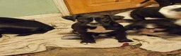 Boxer dogs for sale: READY NOW Kc reg sealed brindle fully vac  - Advert 4