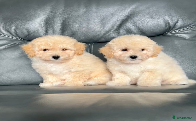 Poochon dogs - Advert 1